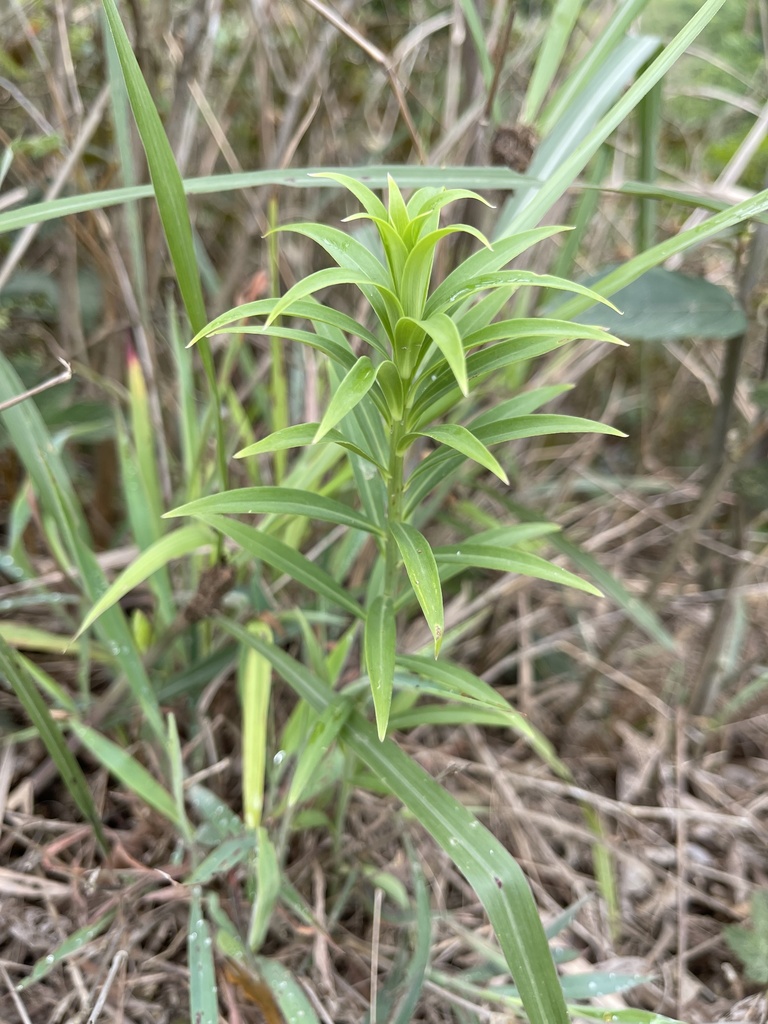 百合
