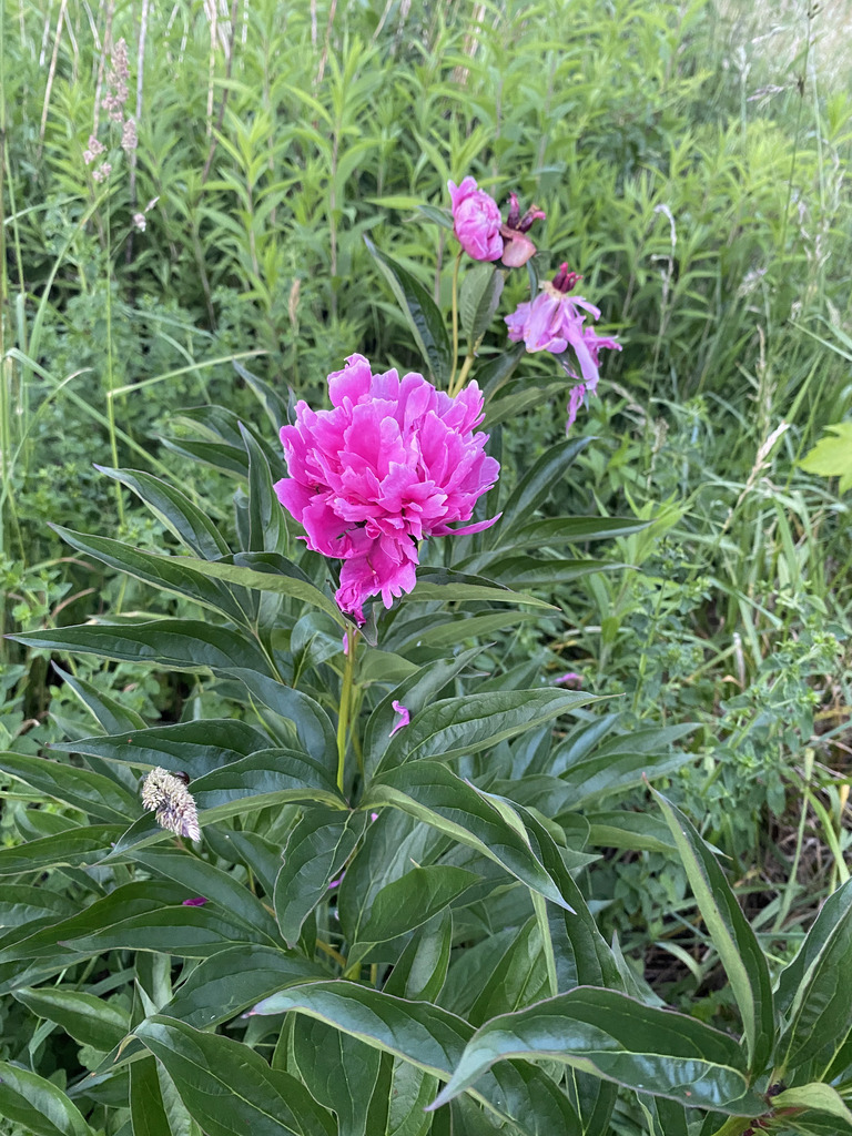 白芍