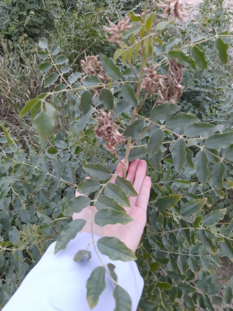 甘草