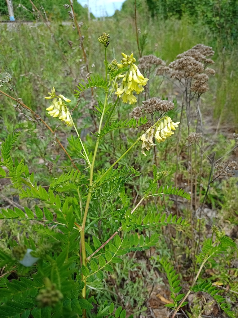 黄芪