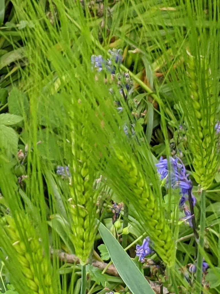 麦芽