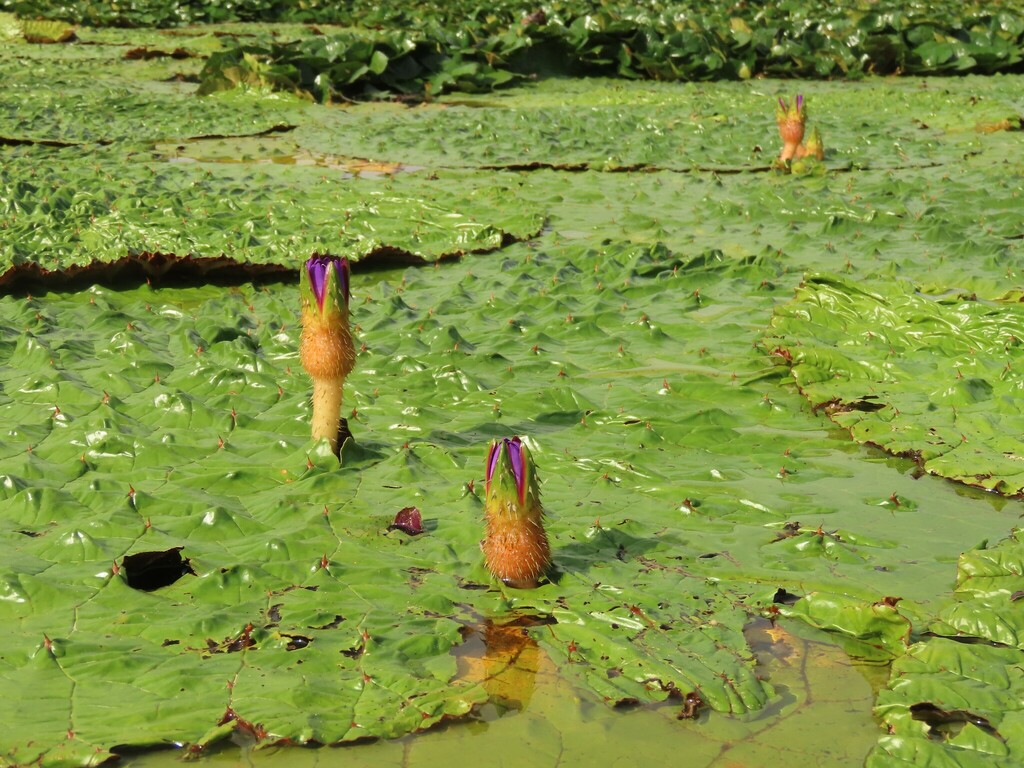 芡实