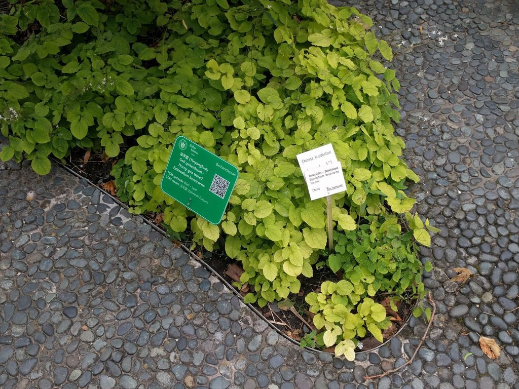 淫羊藿