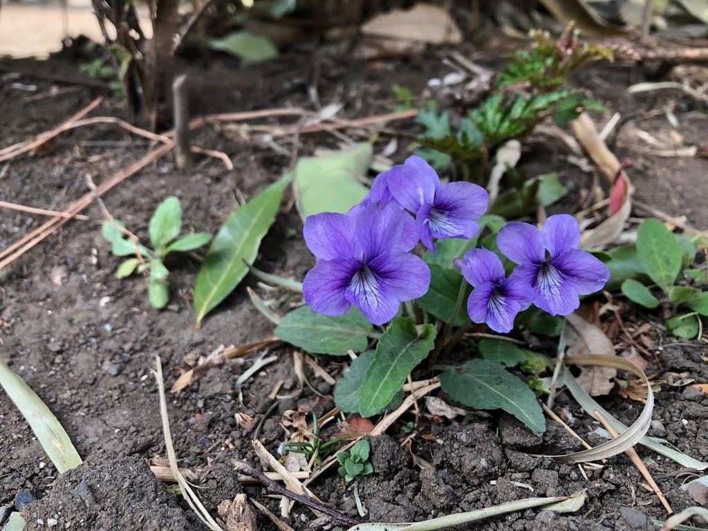 紫花地丁